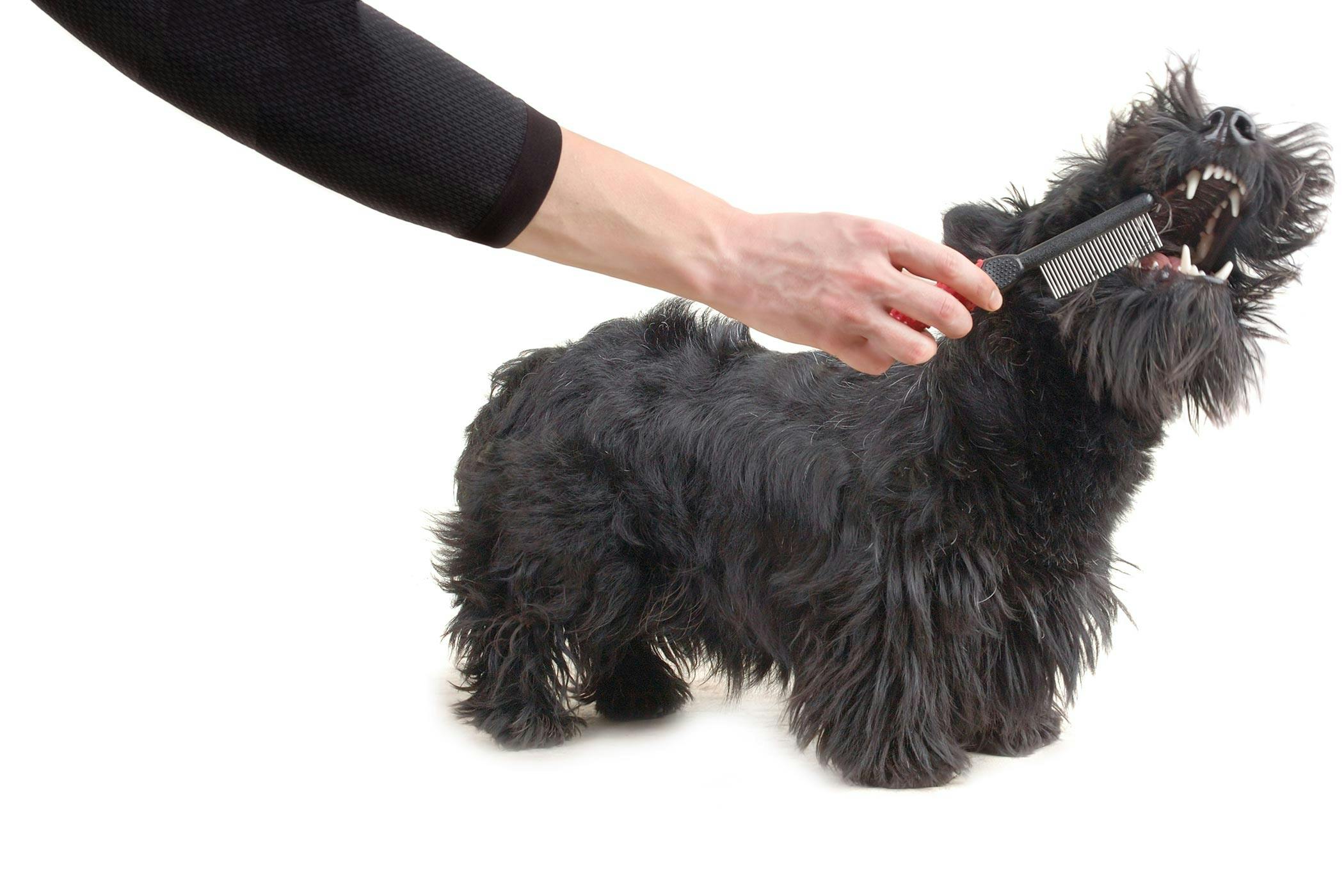 DogUp Stand – Keeps Dogs From Sitting While Grooming