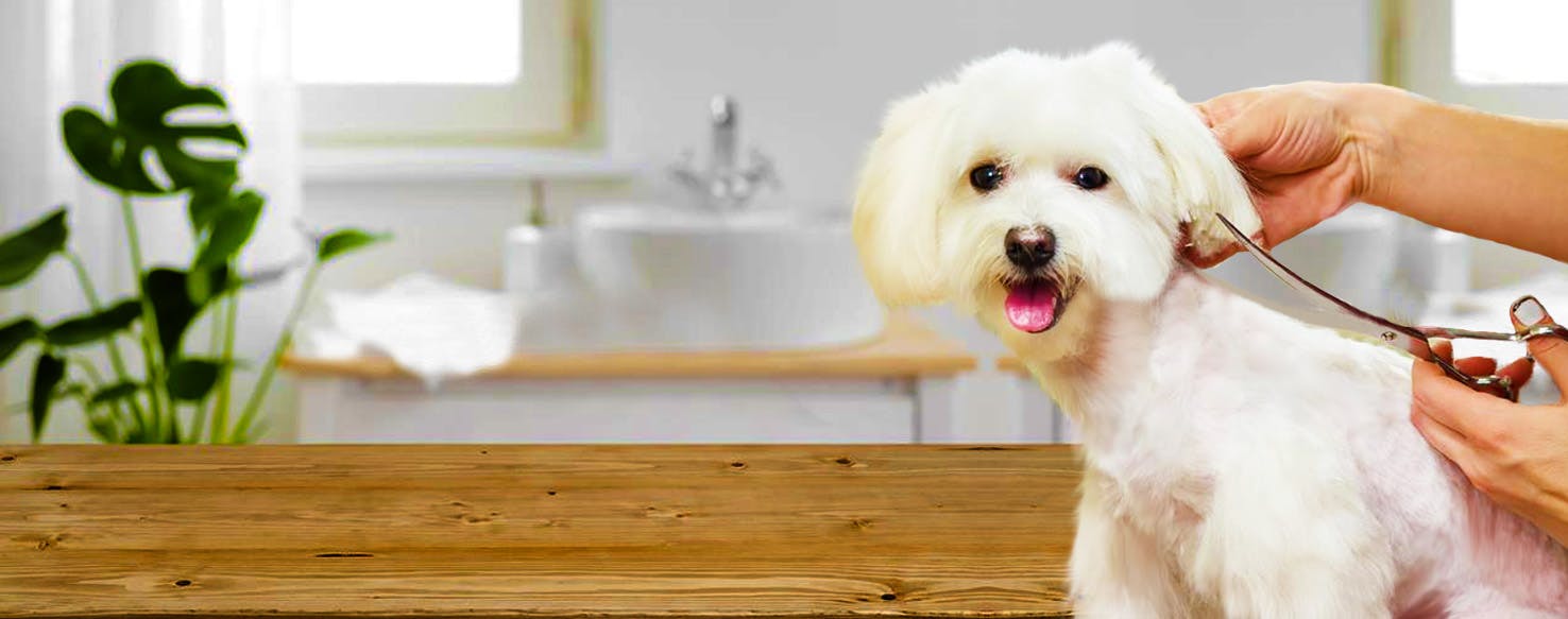 should you bathe your dog before or after grooming