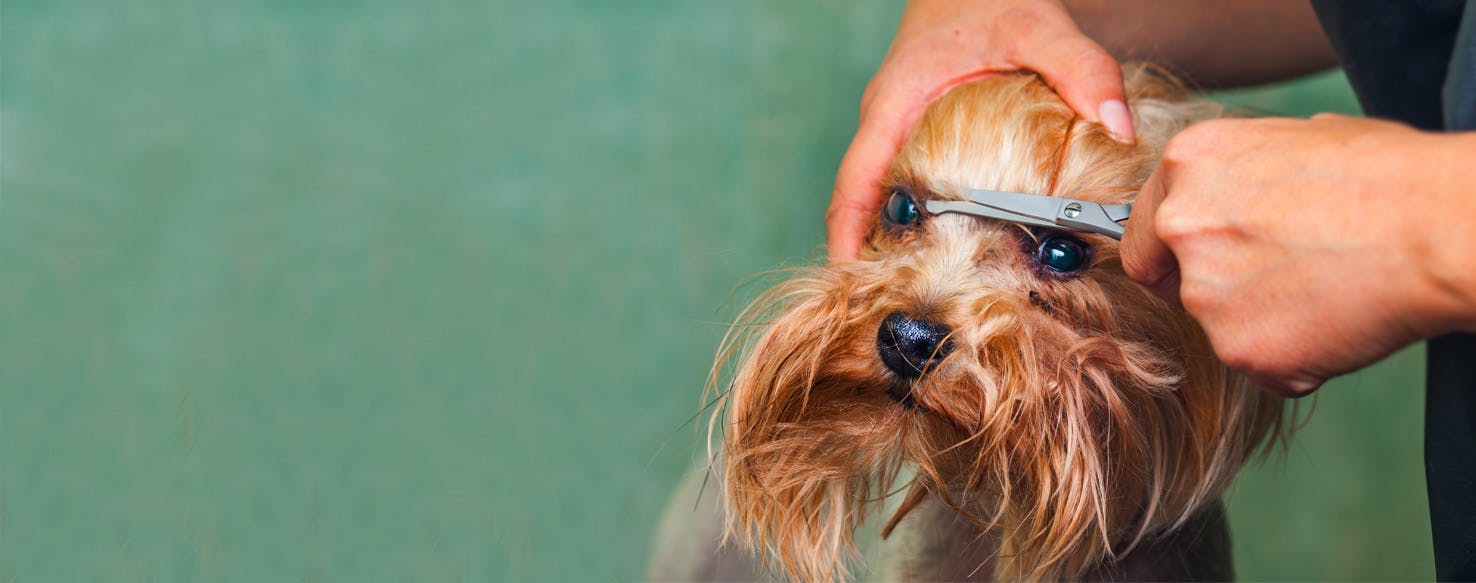 How to Groom a Small Dog's Eyes Wag!