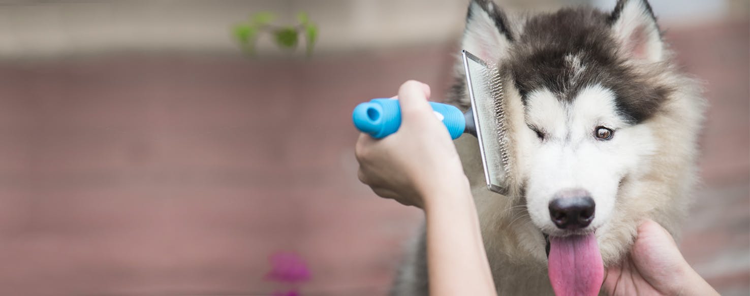 How to Brush a Small Dog With a Double Coat Wag!