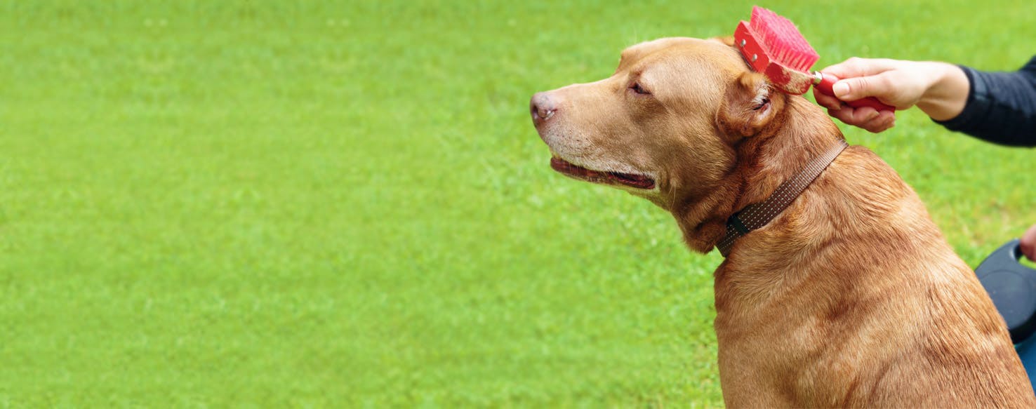How to Brush a Dog's Coat Wag!