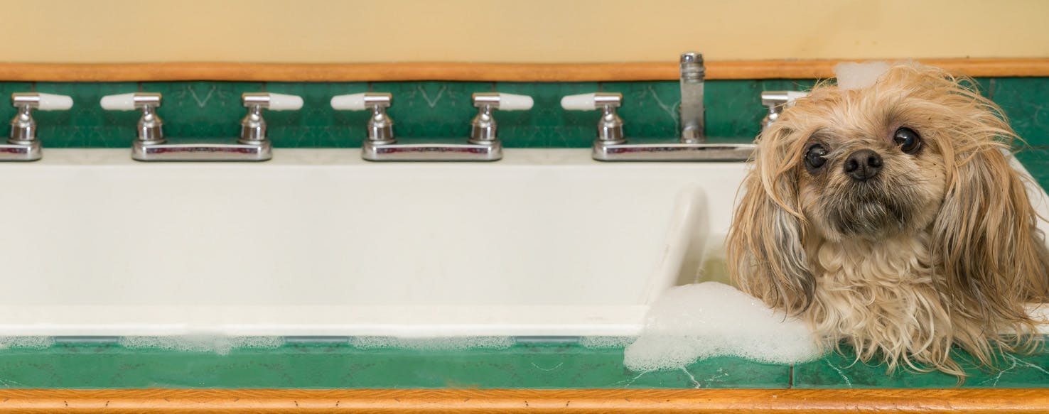 How to Bathe a Long Haired Dog Wag!