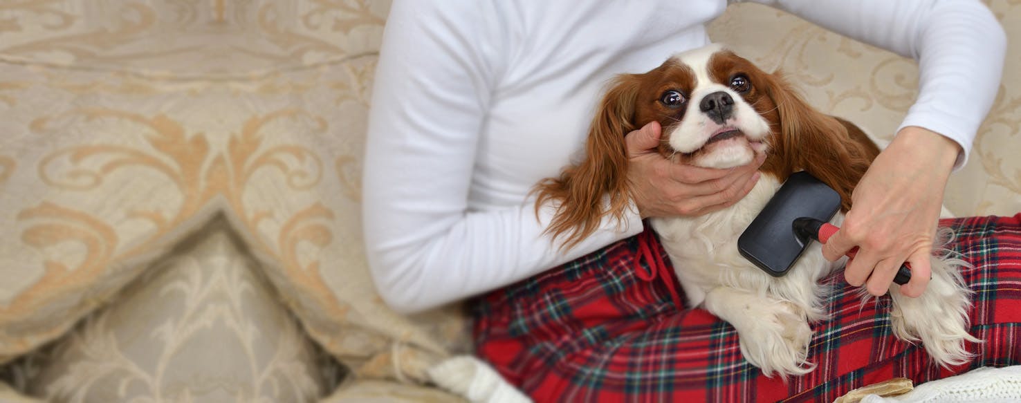 How to Brush a Small Dog's Undercoat Wag!