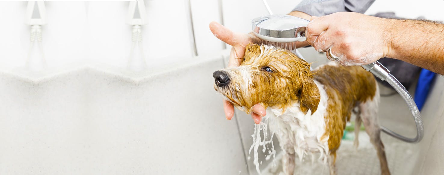How to Bathe Your Dog Without Clogging the Drain