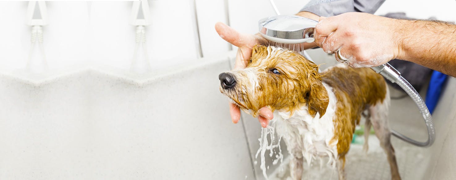 Tub drain suddenly clogged (95%) between dog bath (hair collected