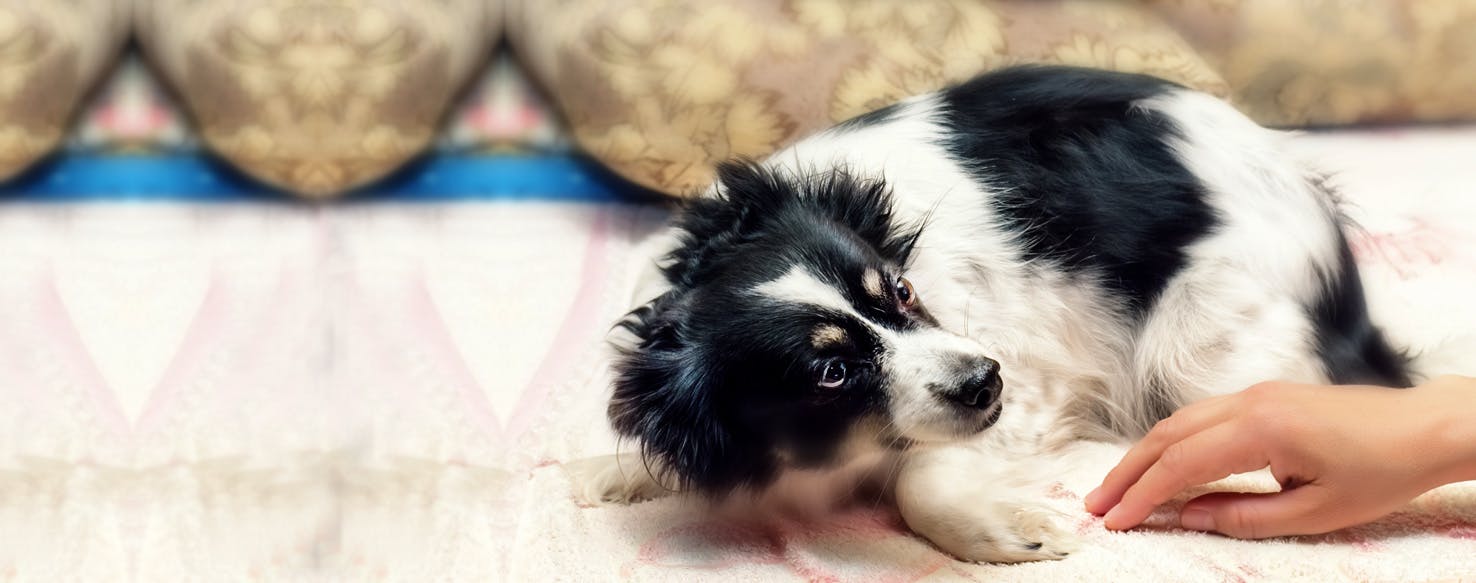 Why Is My Dog Scared Of Being Brushed