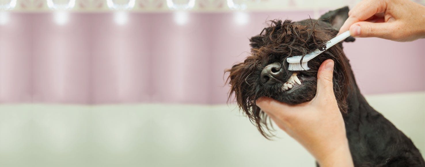 How to Brush a Stubborn Dog's Teeth Wag!