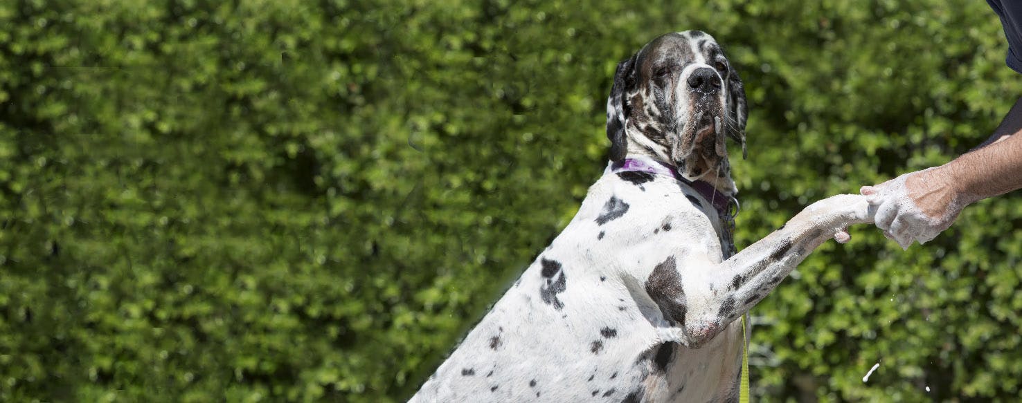 How to Clean a Dog's Legs Wag!