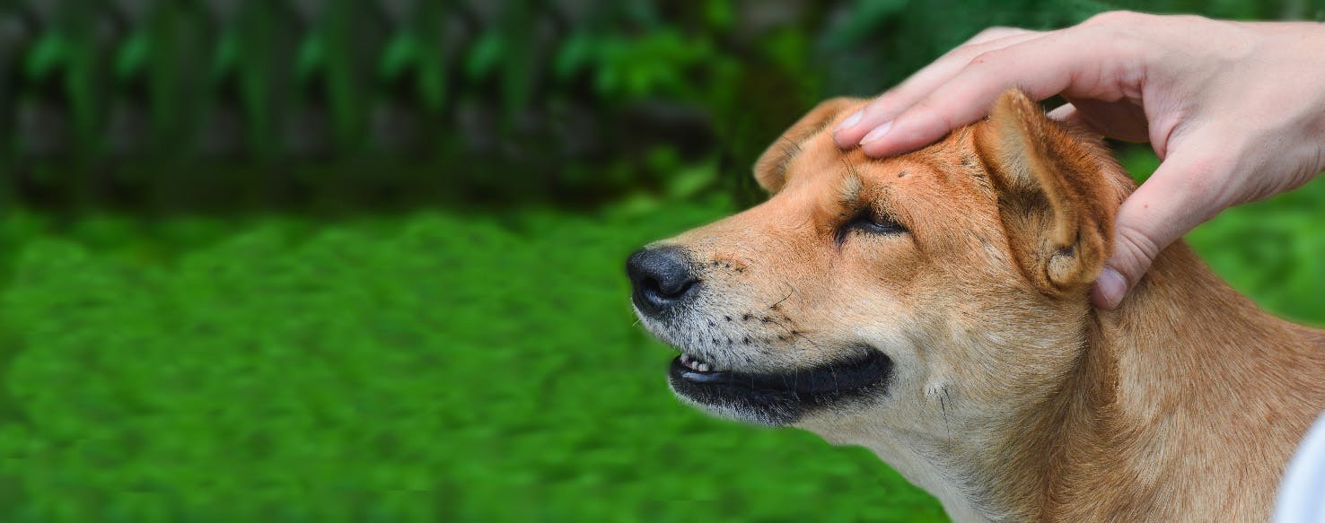 How to Give a Dog a Head Massage