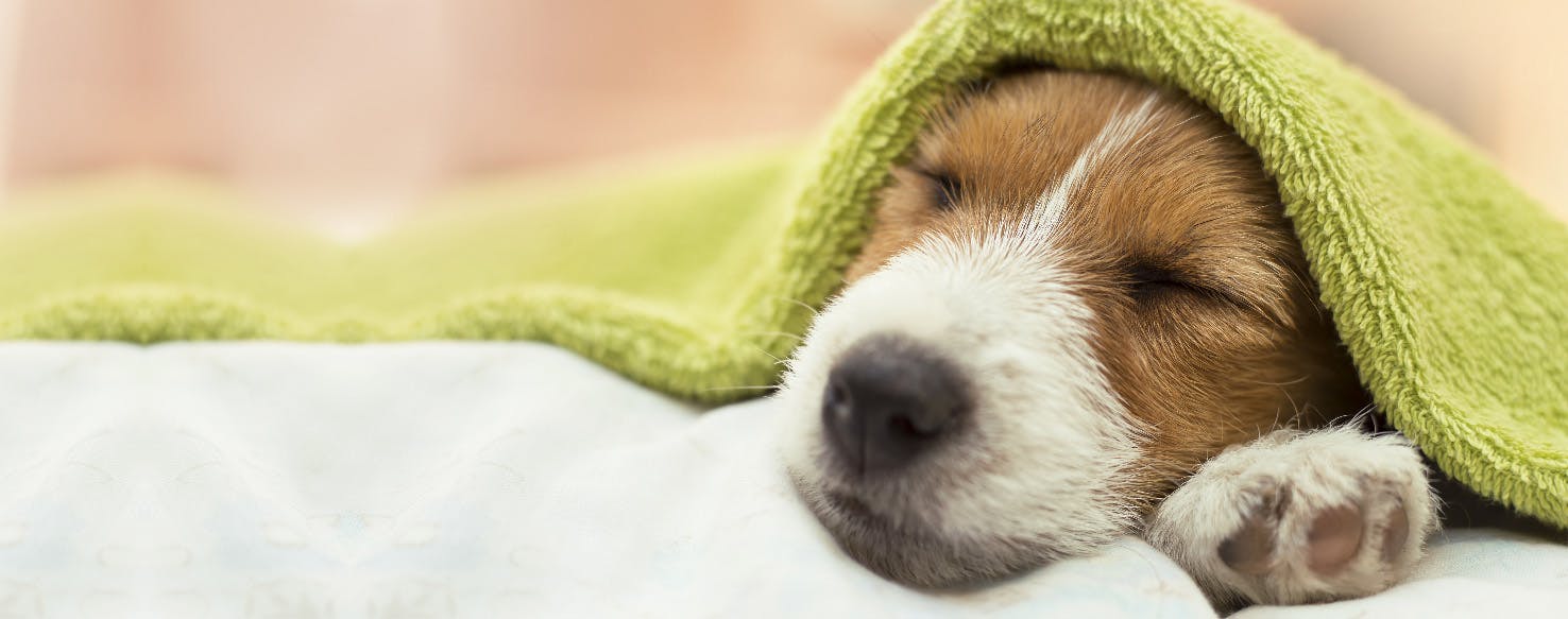 How to Groom a Puppy with Allergies Wag!