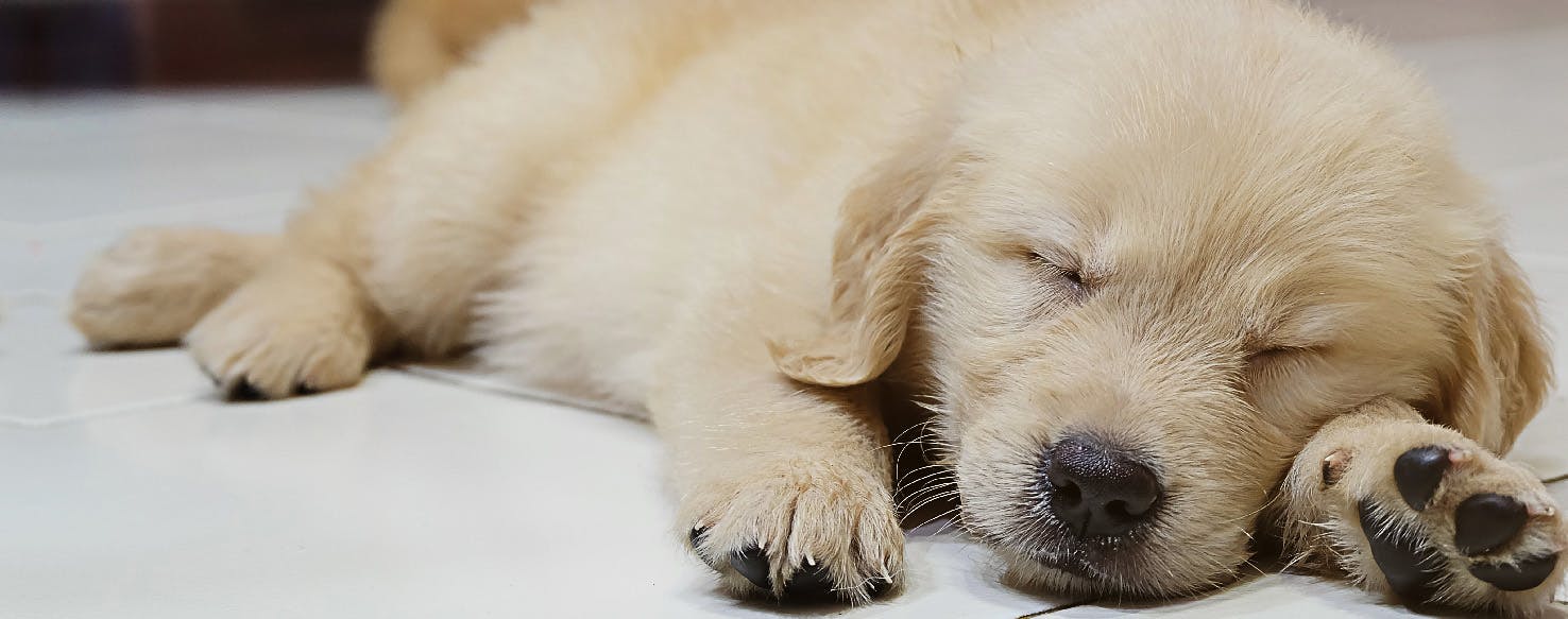 How to Shave a Dog for Surgery Wag!