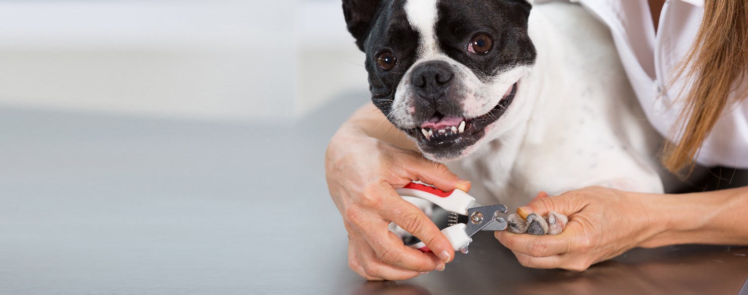 How to Trim Dog Nails: A Step-by-Step Guide – Rogue Pet Science