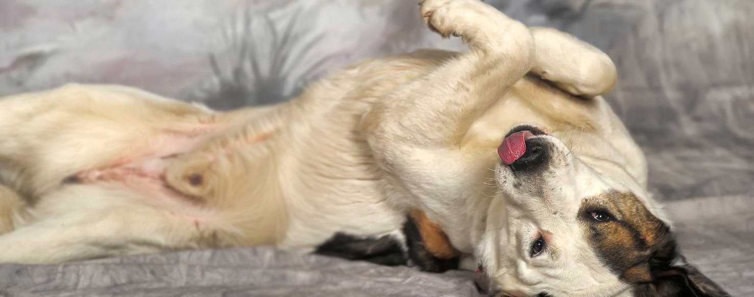 How to Shave a Dog's Belly Wag!