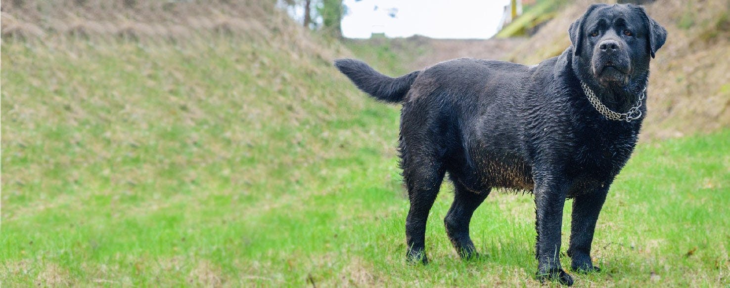 How to Clean a Smelly Dog Wag!