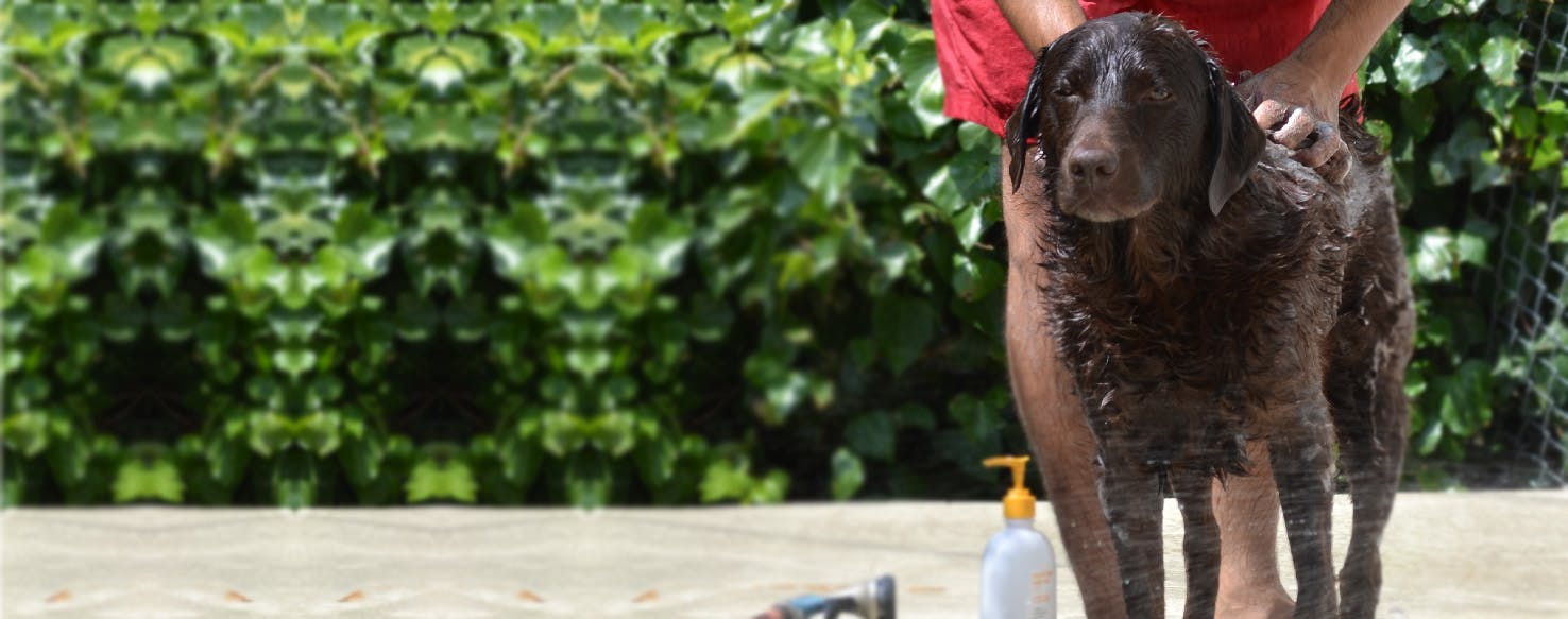 can dogs take a bath when in heat