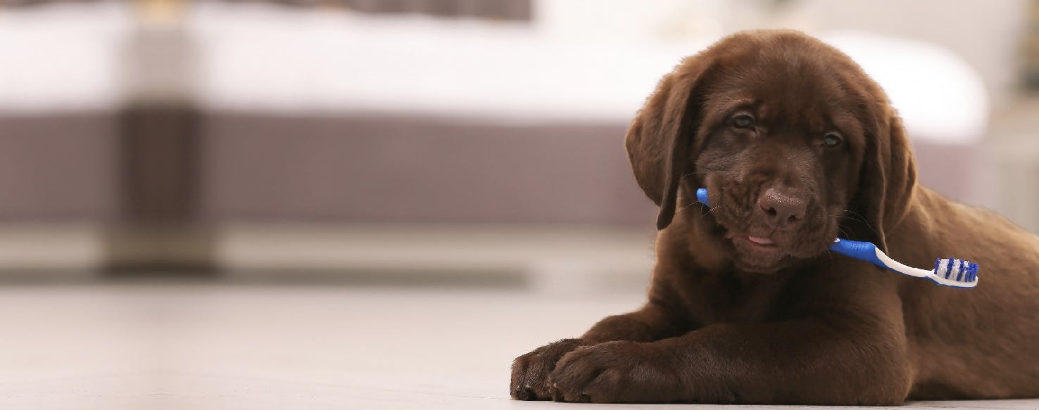 How to Clean a Puppy's Mouth Wag!