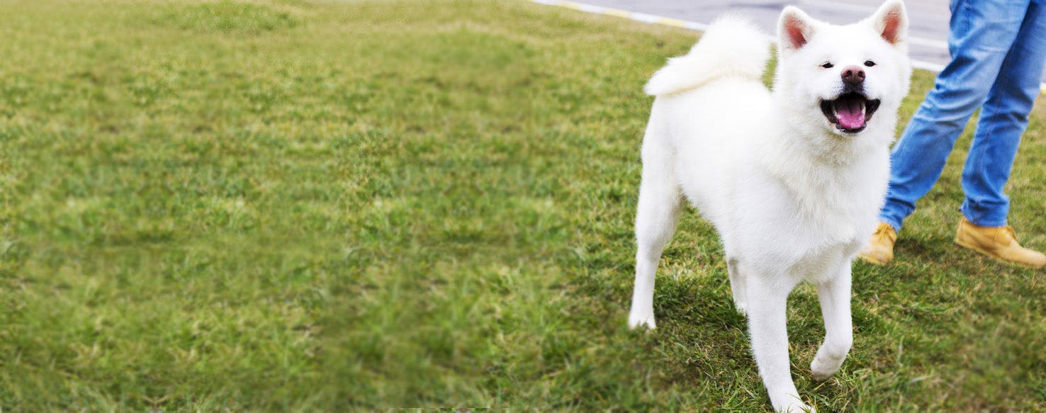 How to Calm an Akita Before Grooming Wag!