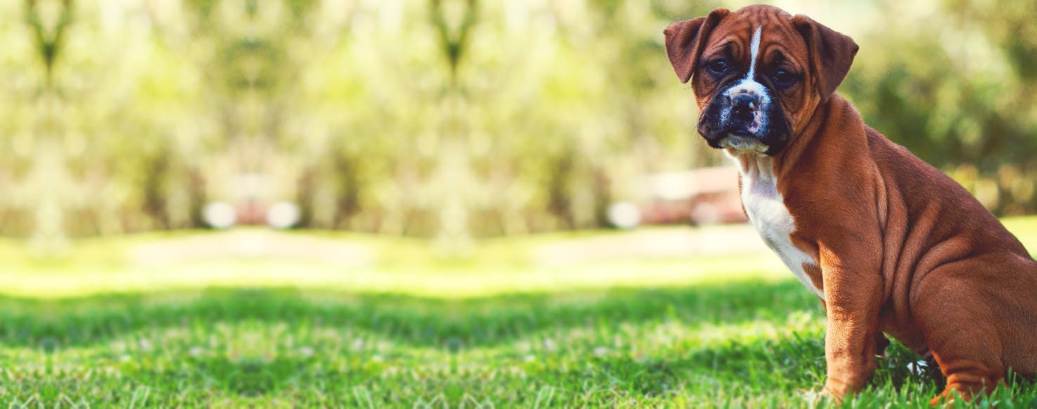 How to Calm a Boxer Before Grooming Wag!