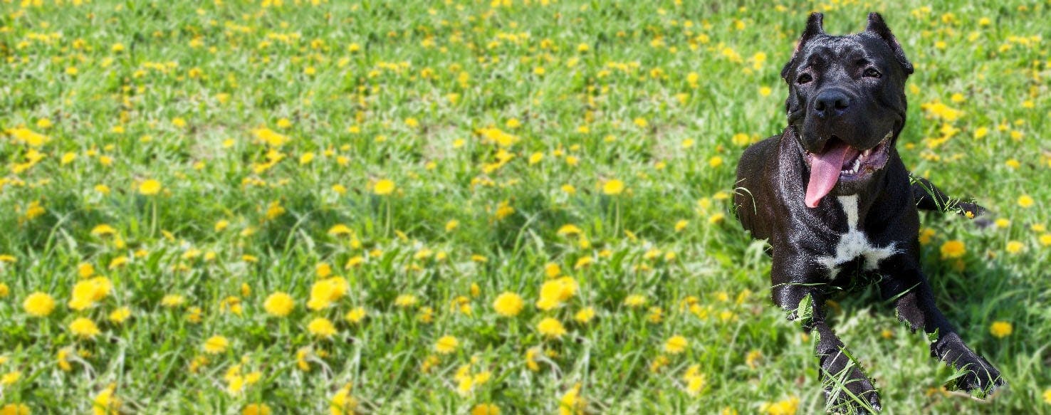 How to Calm a Cane Corso Before Grooming Wag!