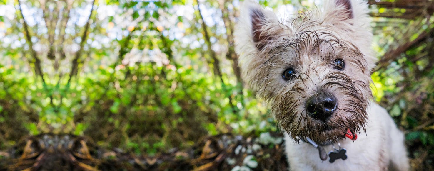How to Wash a Puppy's Head Wag!
