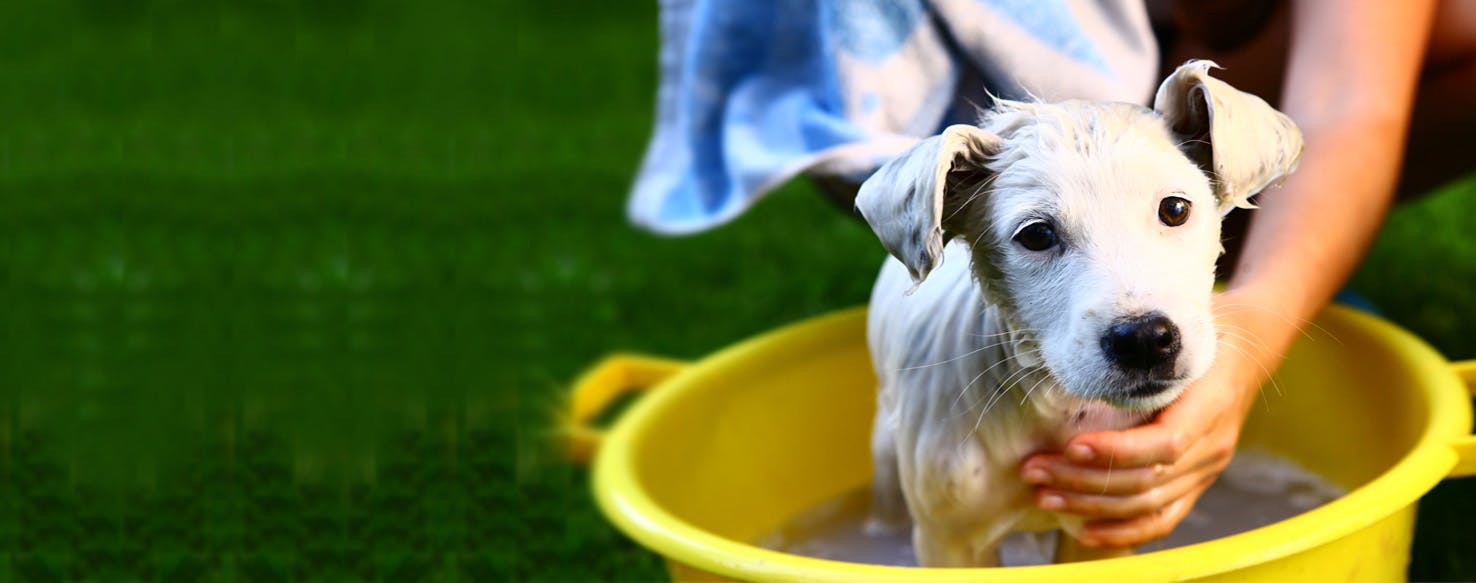 How to Wash a Rescue Dog Wag!