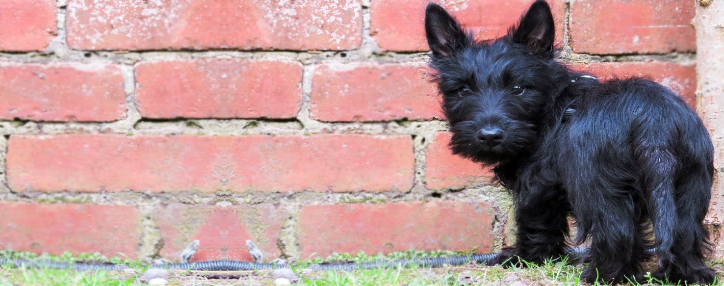 How to Clean a Puppy's Bottom Wag!