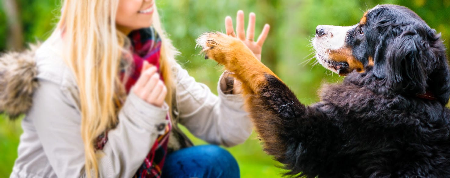 How to Condition a Dog's Paw Pads | Wag!