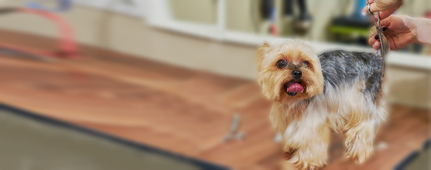 Dog Losing Hair On Tail