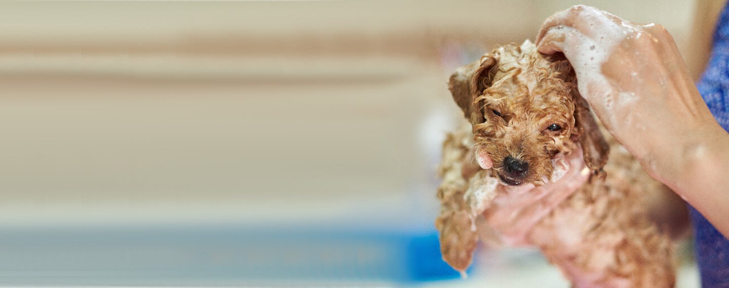 How to Bathe a Nervous Puppy Wag!
