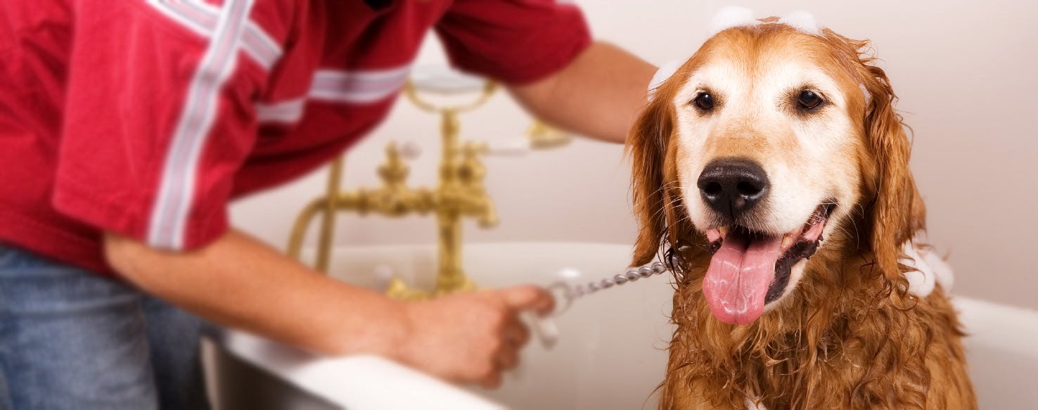 How to Bathe a Large Dog Wag!