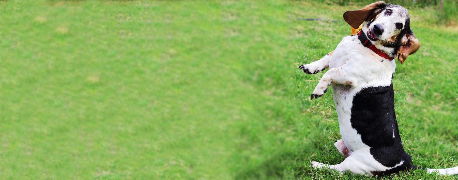 How to Empty a Dog's Anal Glands Wag!