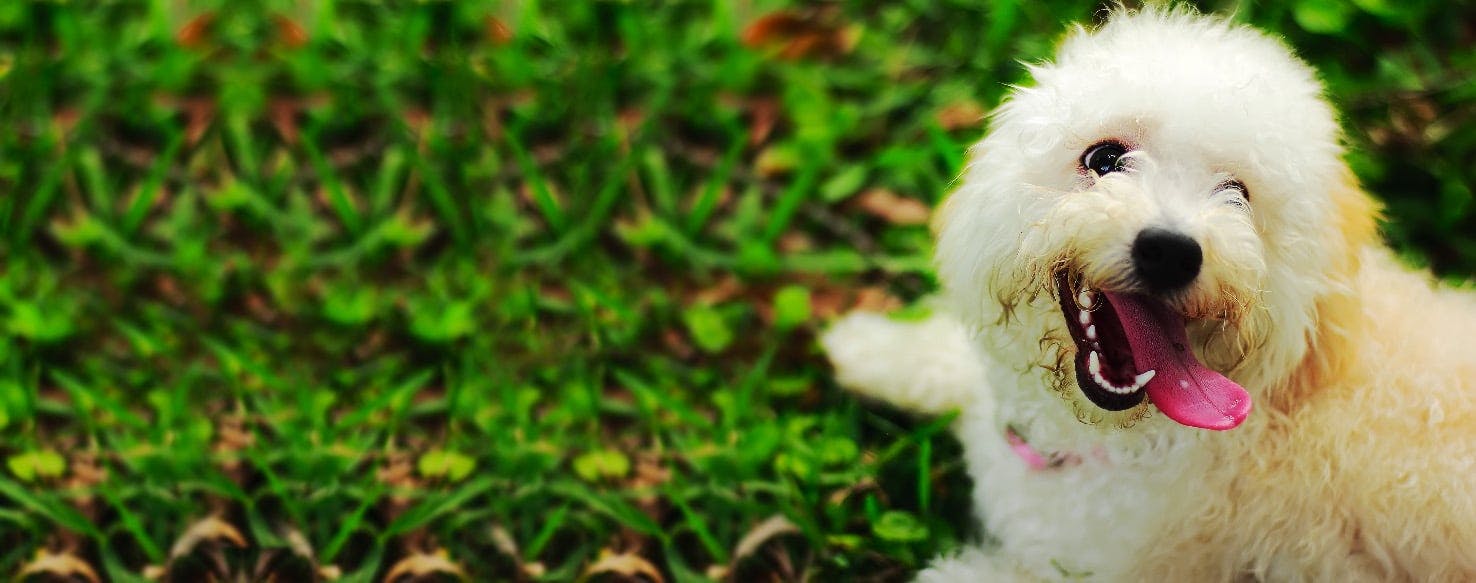 How to Shave a Small Dog's Face Wag!