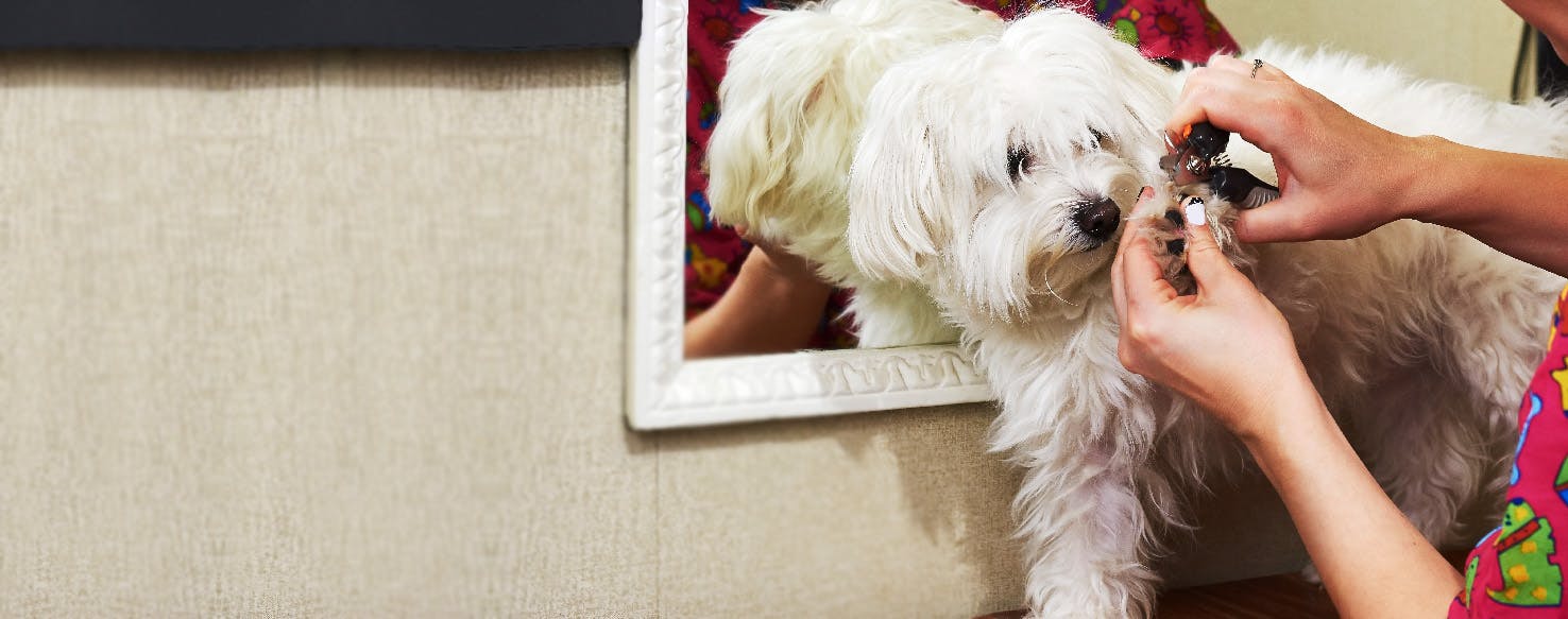 How to Cut a Dog's Broken Nail Wag!