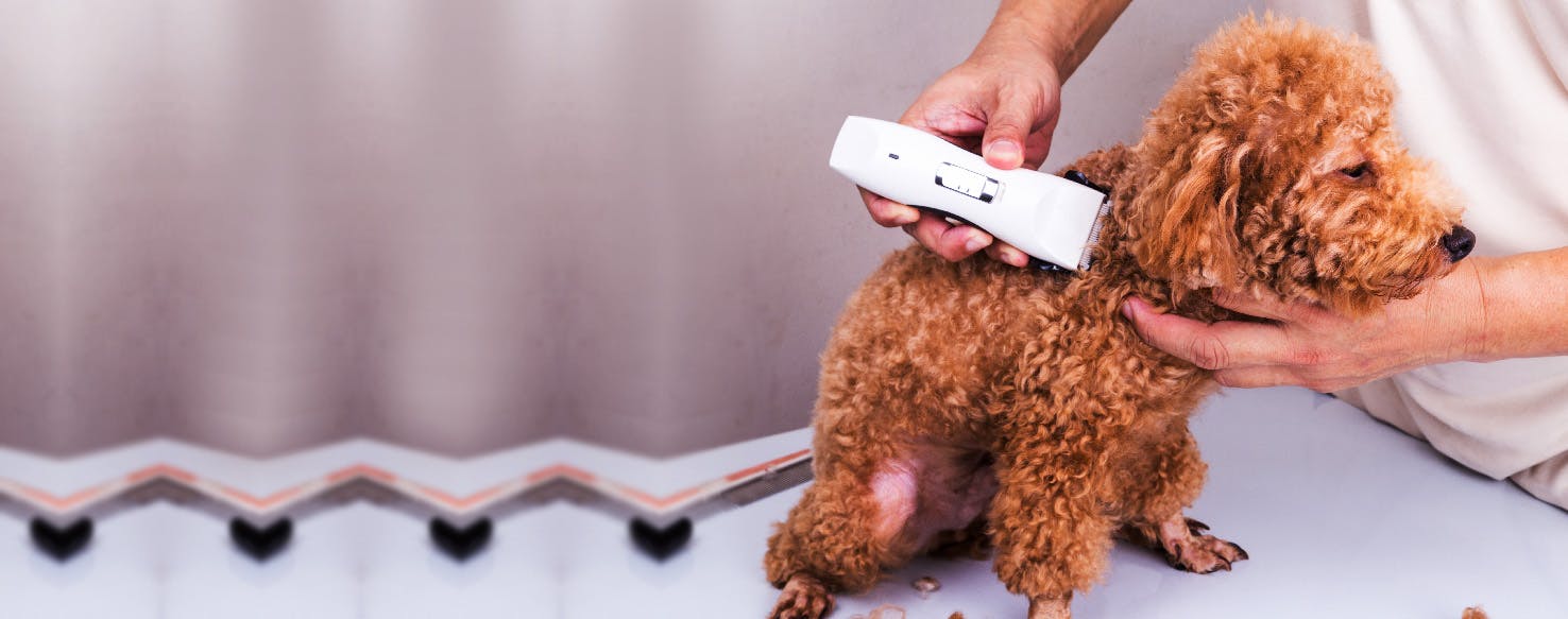 How to Shave your Dog Without Lines Wag!