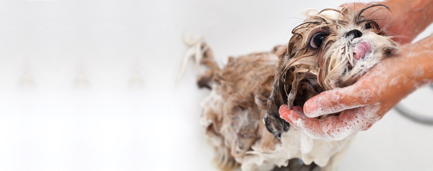 How to Wash a Long Haired Dog Wag!