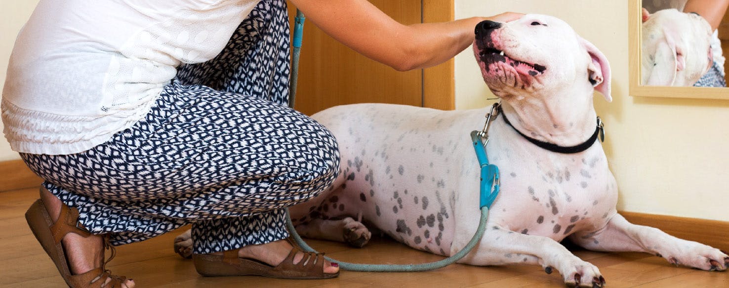 how-to-give-a-dog-a-massage-for-arthritis-wag