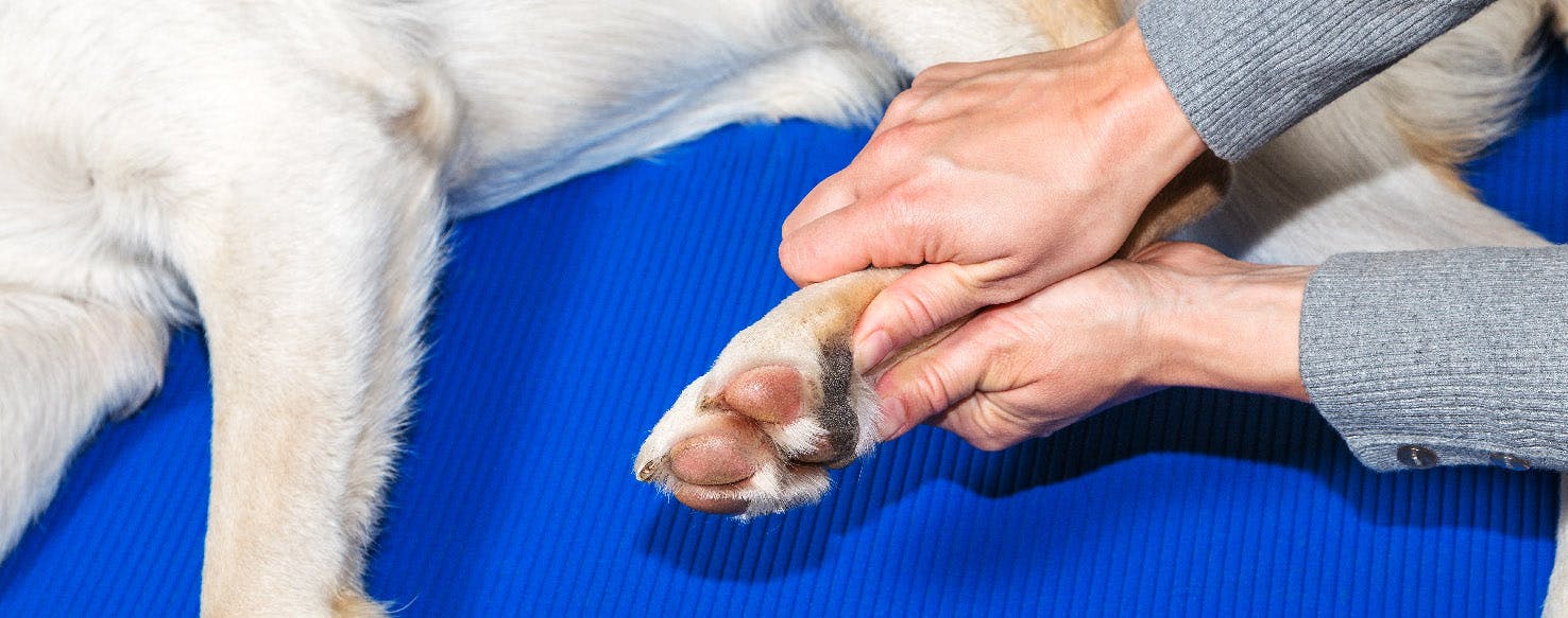 How to clean a dog paws | todocat.com!