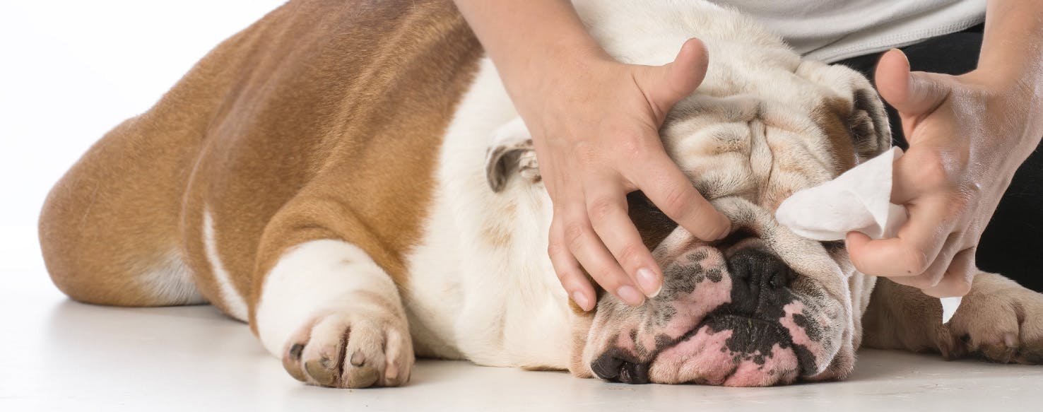 How to Clean a Dog's Nose Wrinkles Wag!