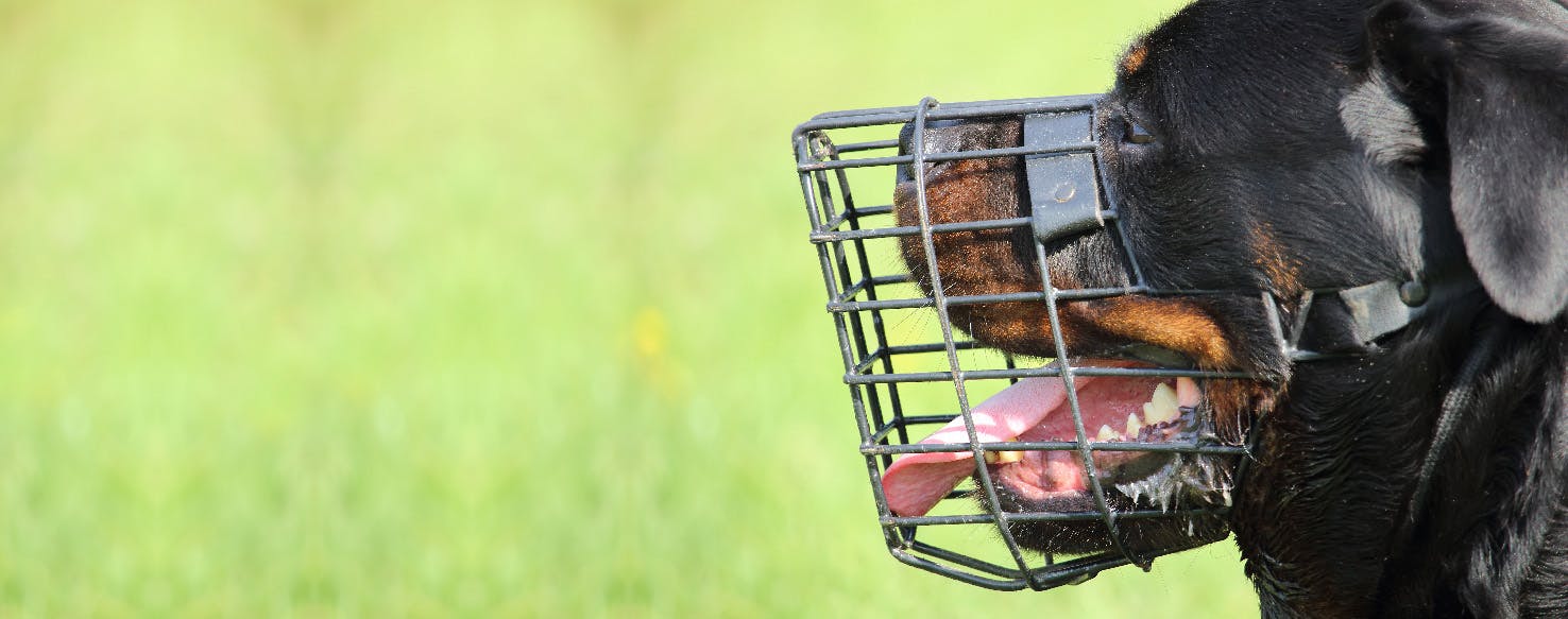 How to Shave an Aggressive Dog Wag!