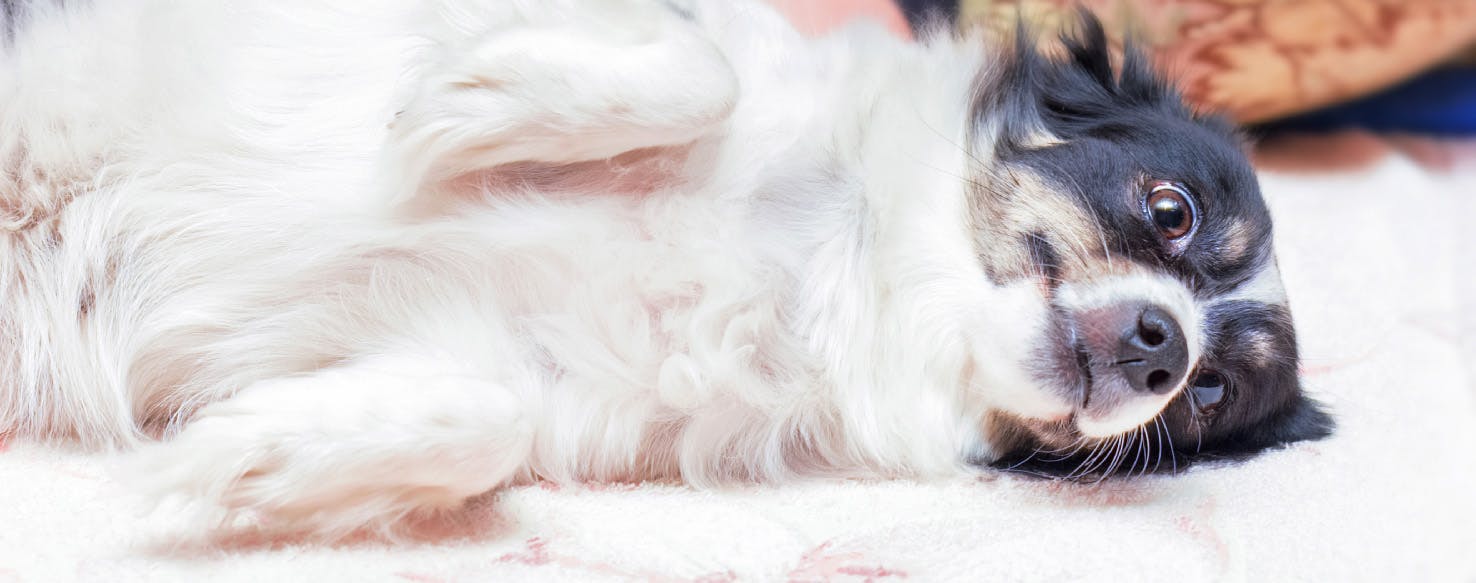 How to Brush a Scared Puppy Wag!