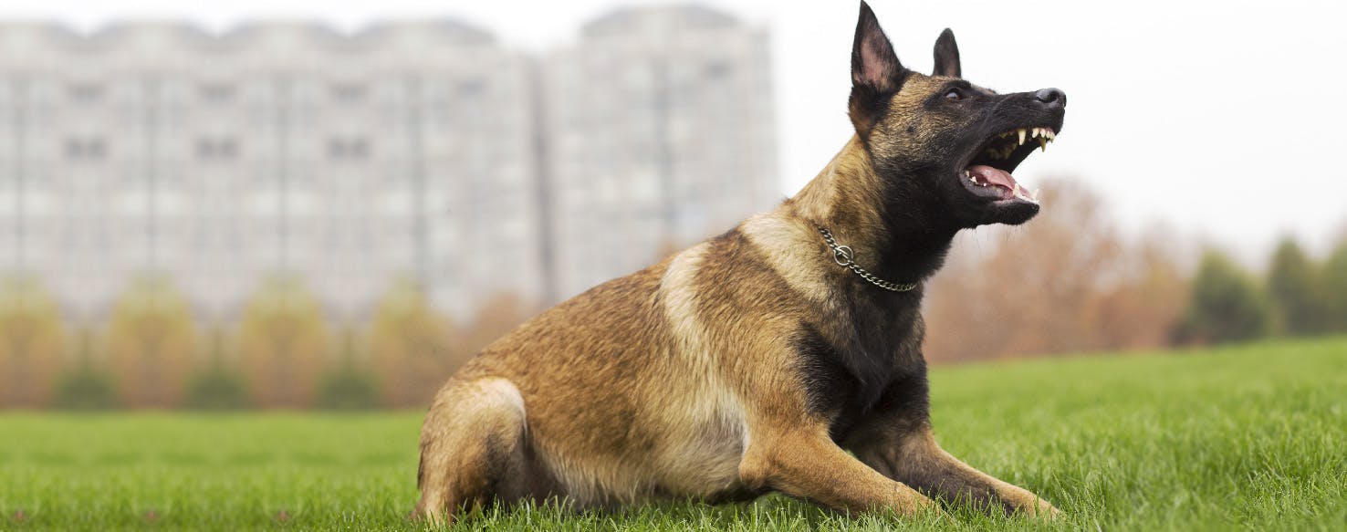 How to Groom a Territorial Dog | Wag!