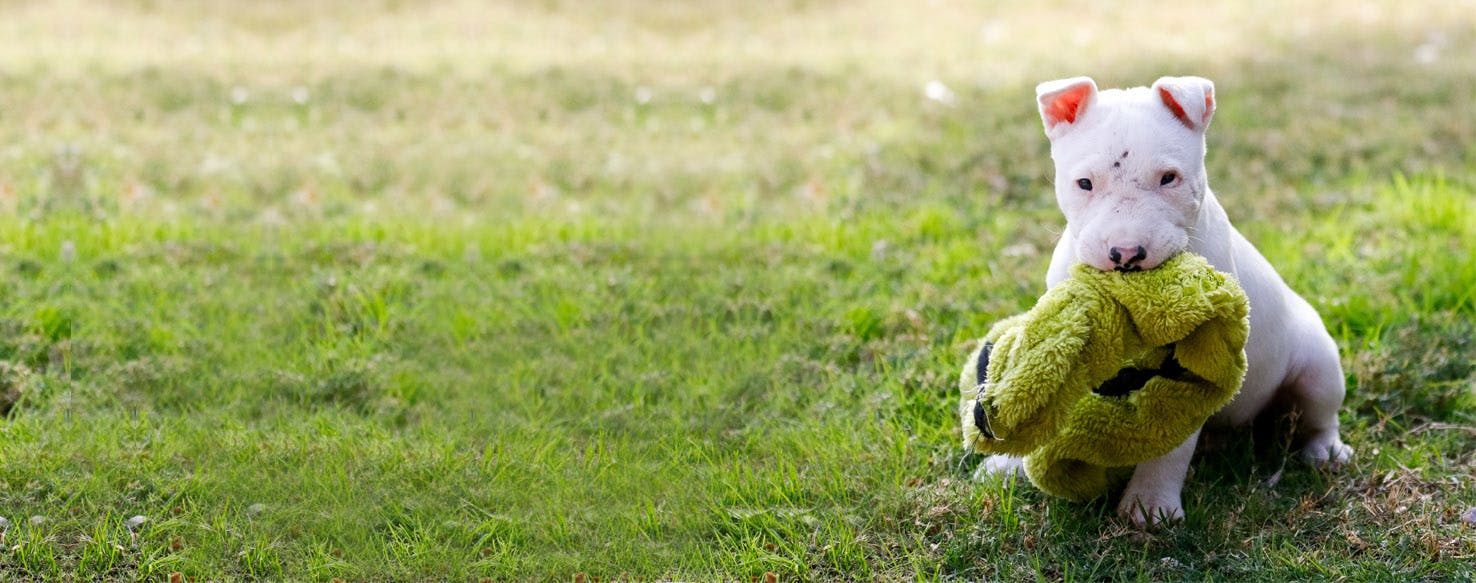 how-to-clean-a-6-week-old-puppy-wag