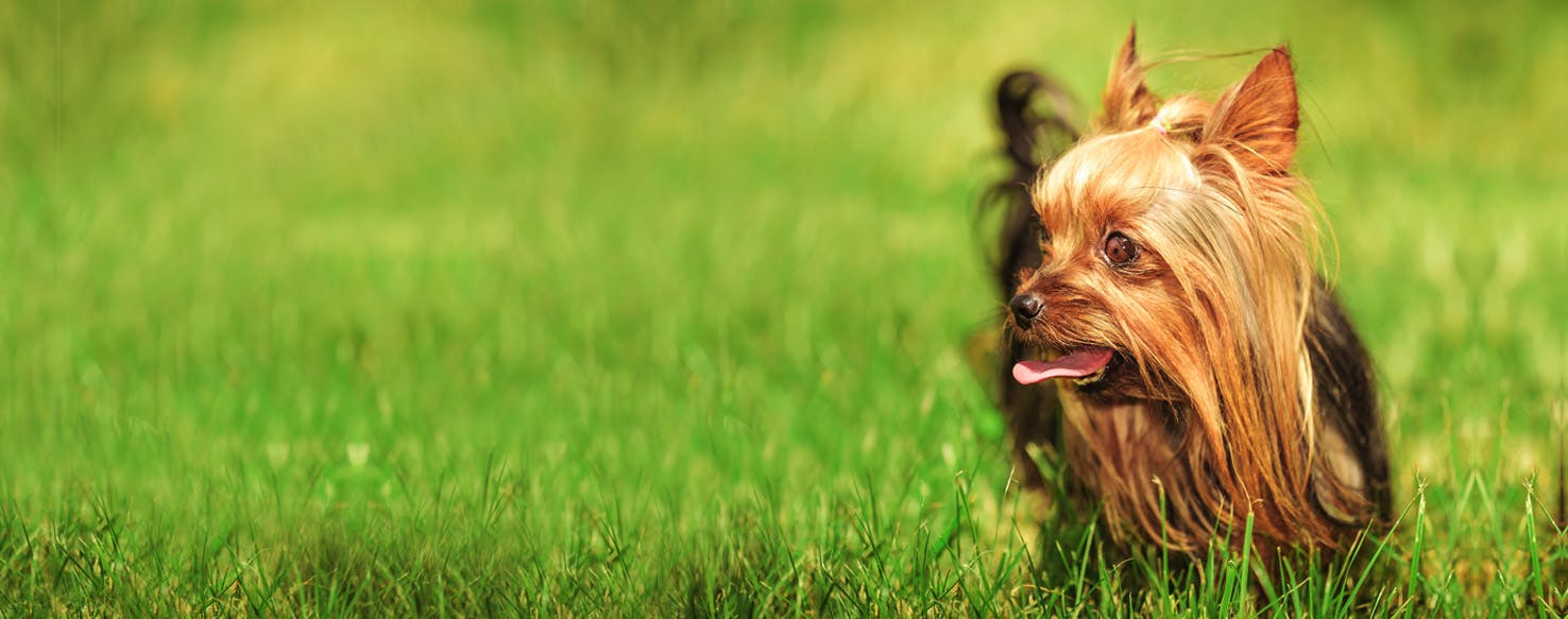 How to Brush a Small Dog's Tongue Wag!