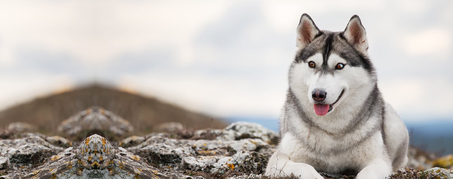 How to Brush a Dog With a Double Coat Wag!