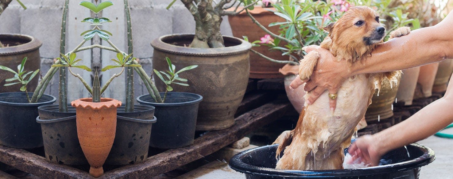 How to Bathe a Dog with Sensitive Skin Wag!