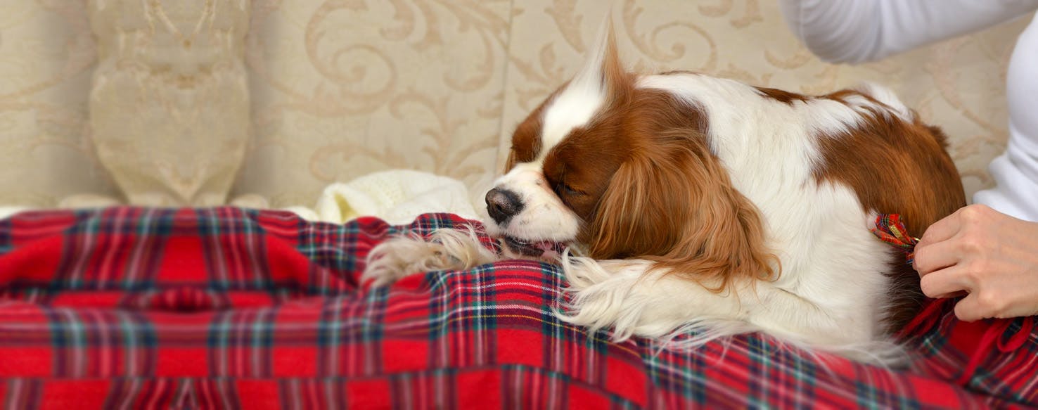 How to Prevent Dog Smell Wag!