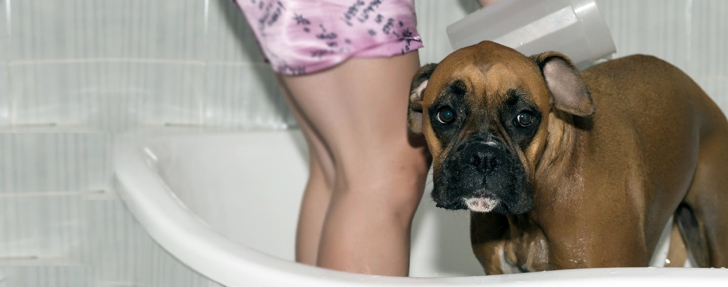 Dog with menstruation can take 2024 a bath