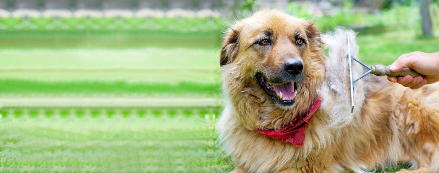 How to Groom a Shedding Dog Wag!