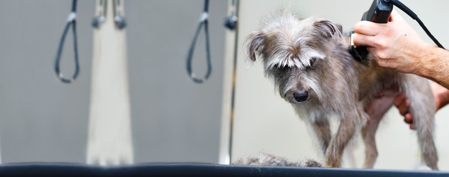 how-to-trim-a-dog-s-hair-with-clippers-wag