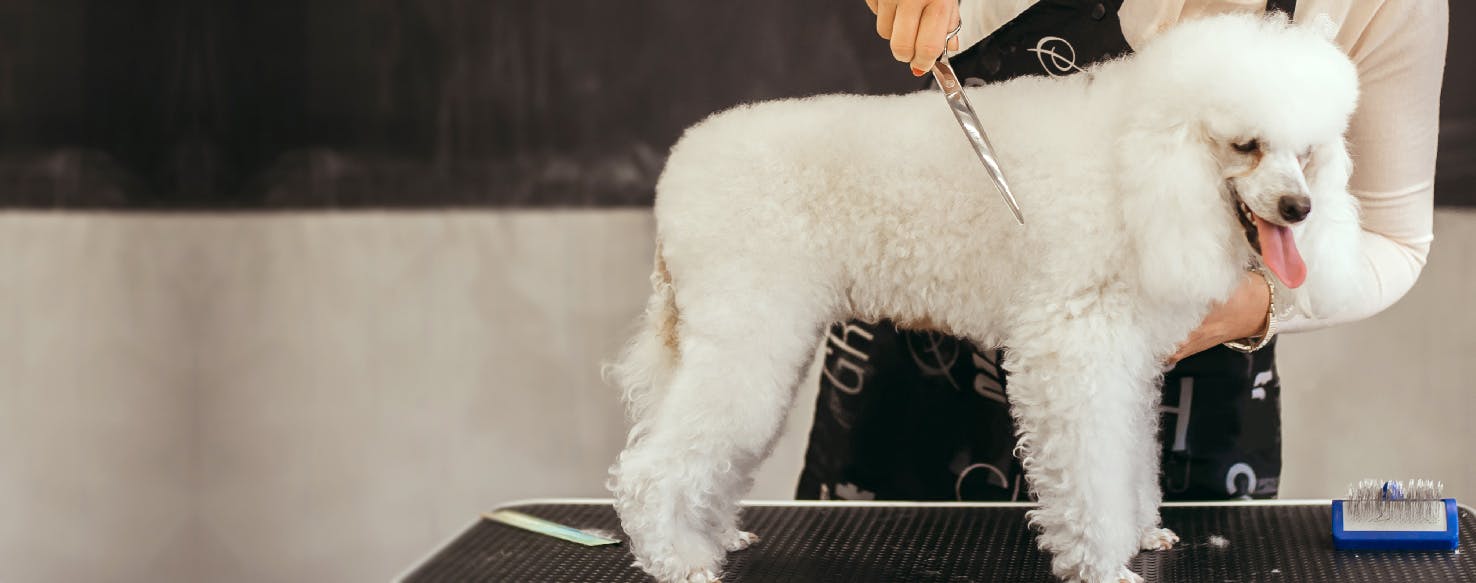 How to Cut a Hyper Dog's Hair Wag!